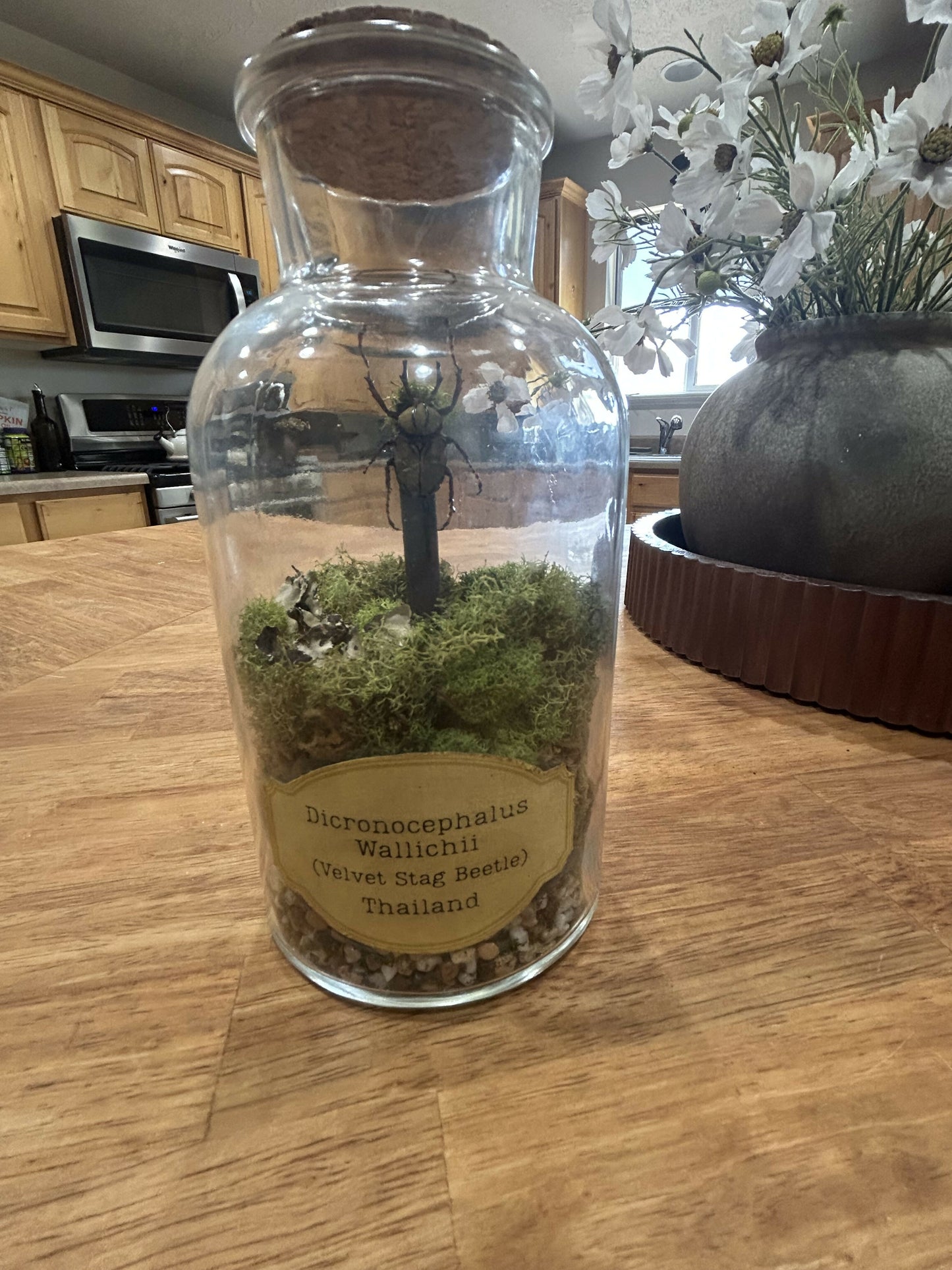 Velvet stag beetle in jar