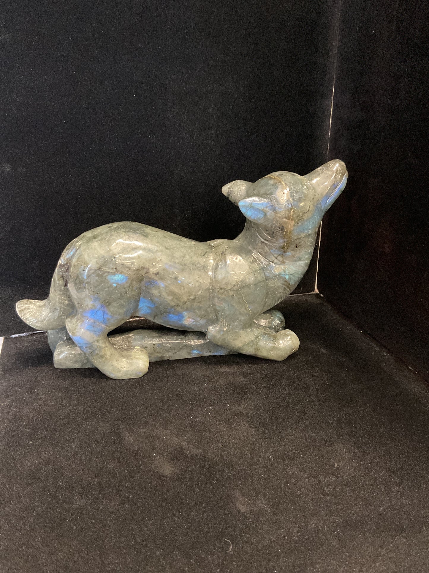 Labradorite Wolf