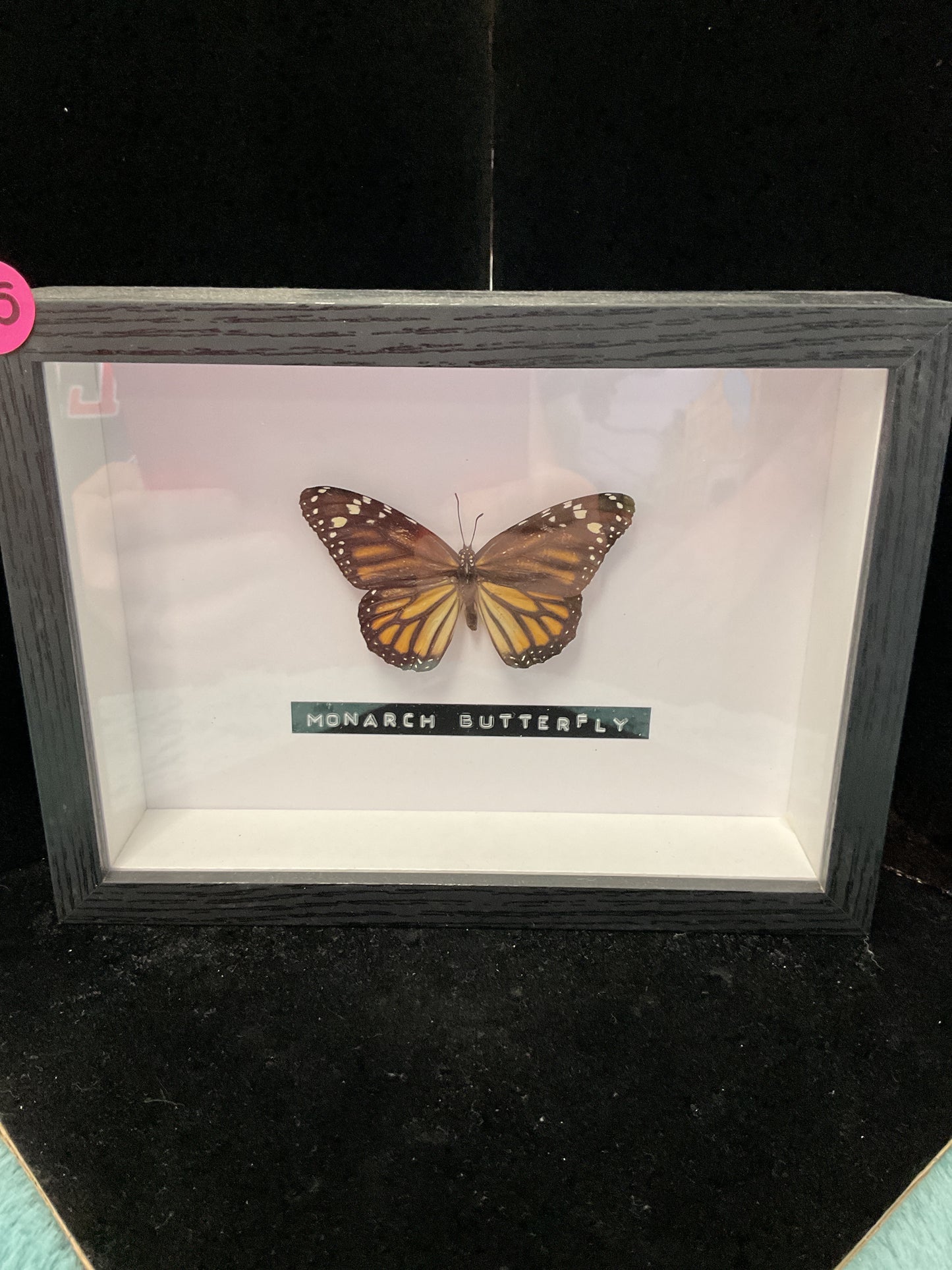 Monarch Butterfly Framed