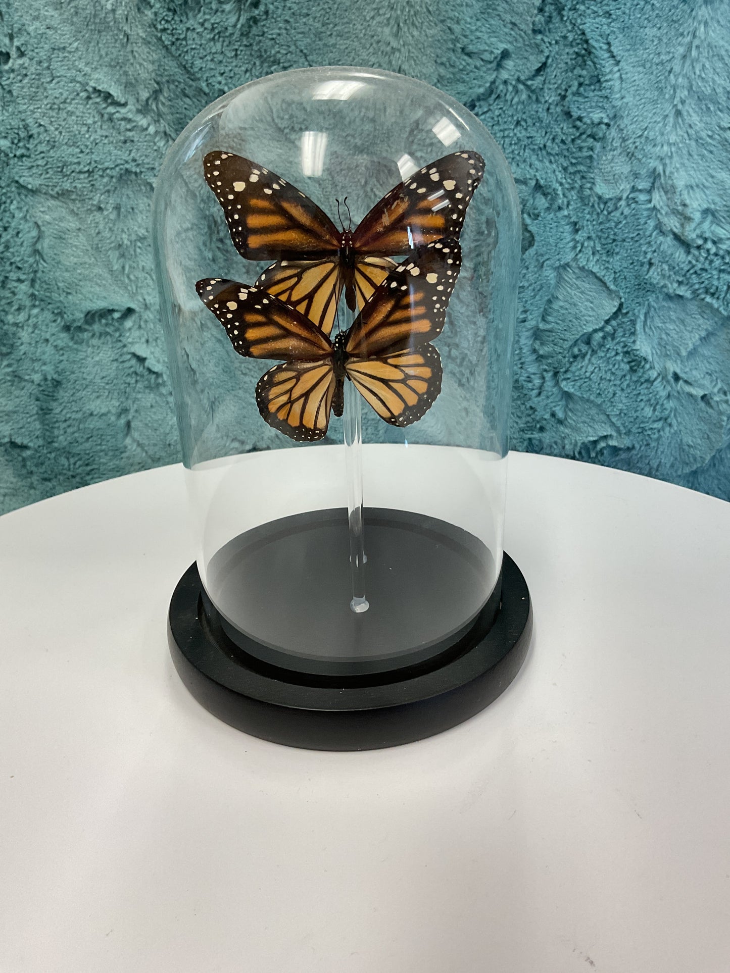 2 monarch butterflies display
