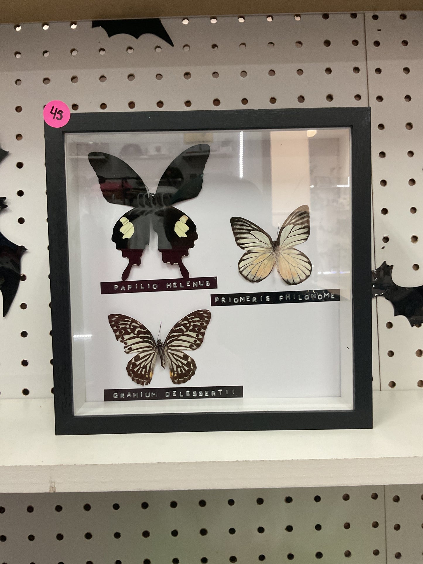 3 framed butterflies scientifically named