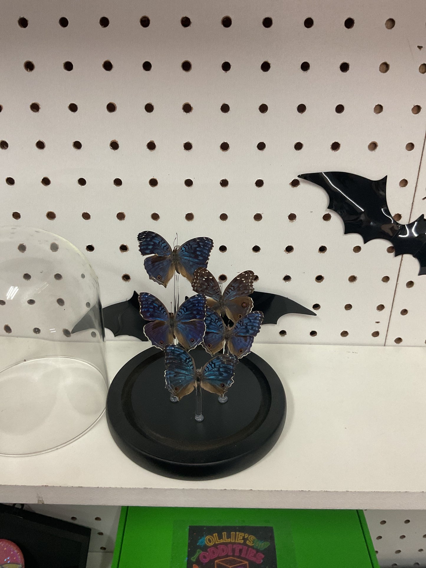 Blue Junonia butterflies