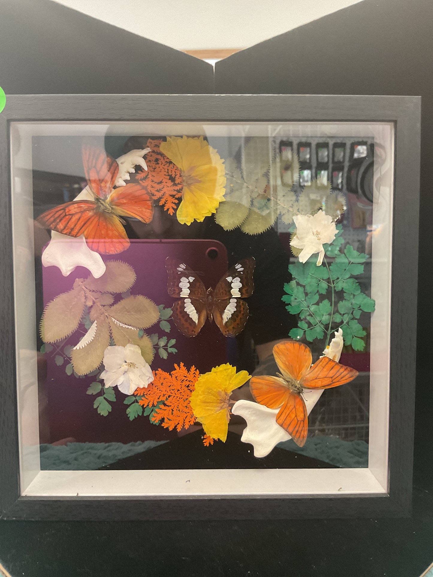 Common butterfly frame