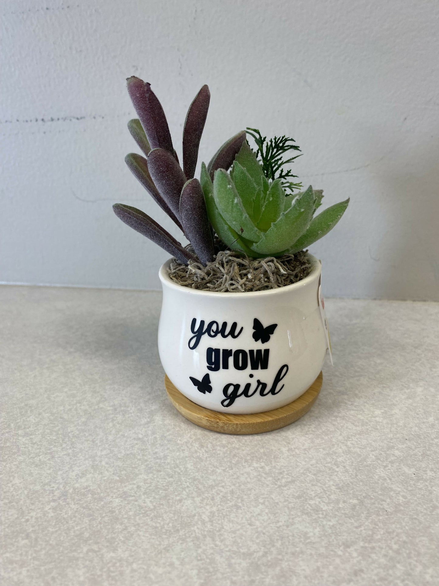 Succulents (faux)