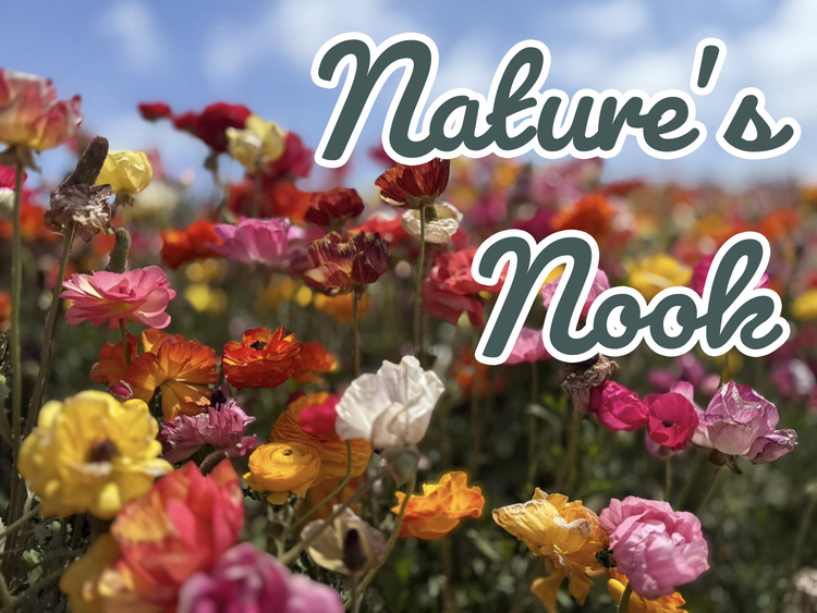 Natures Nook