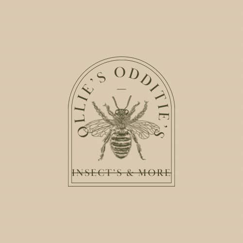 Ollies Oddities