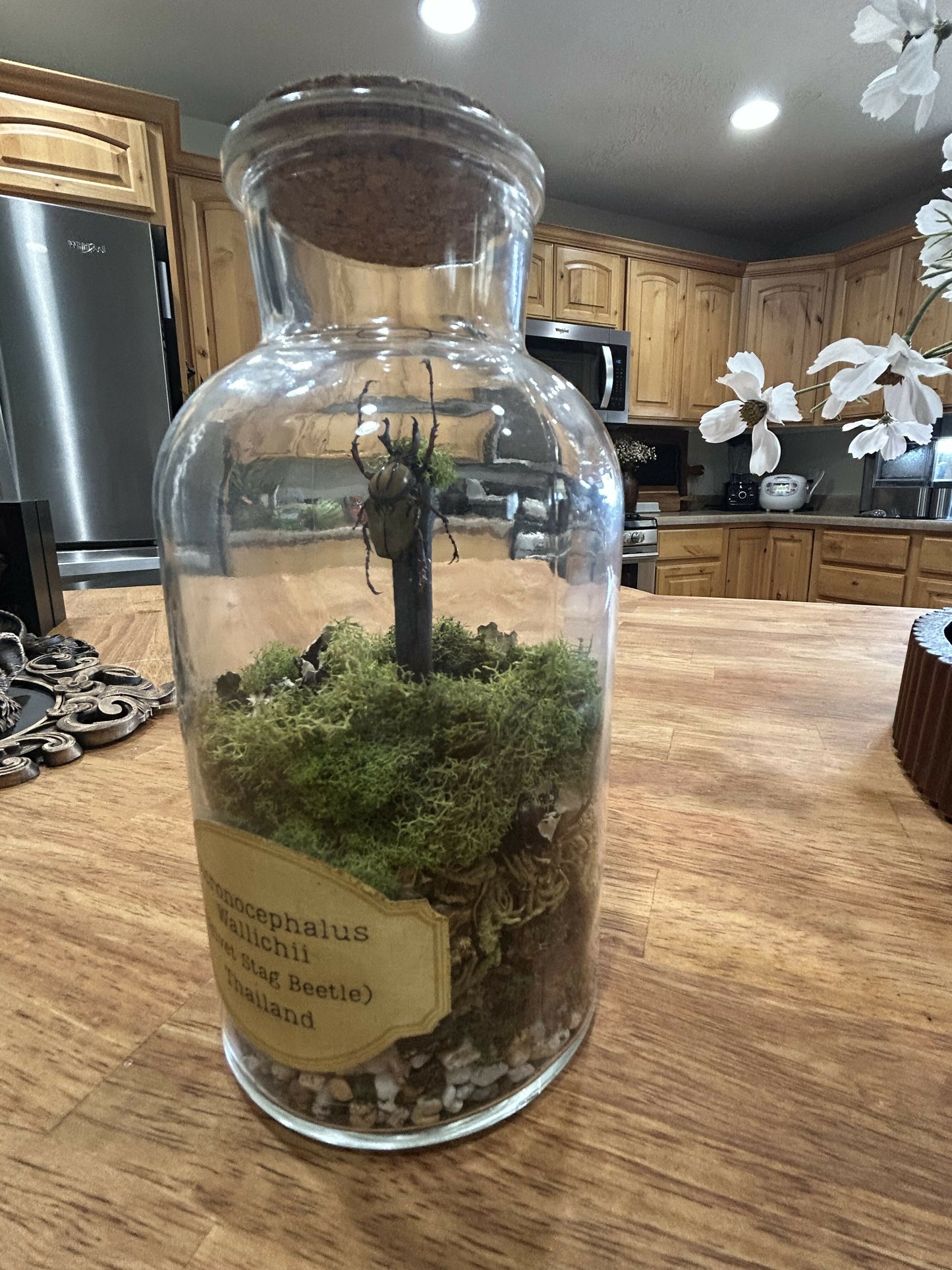 Velvet stag beetle in jar