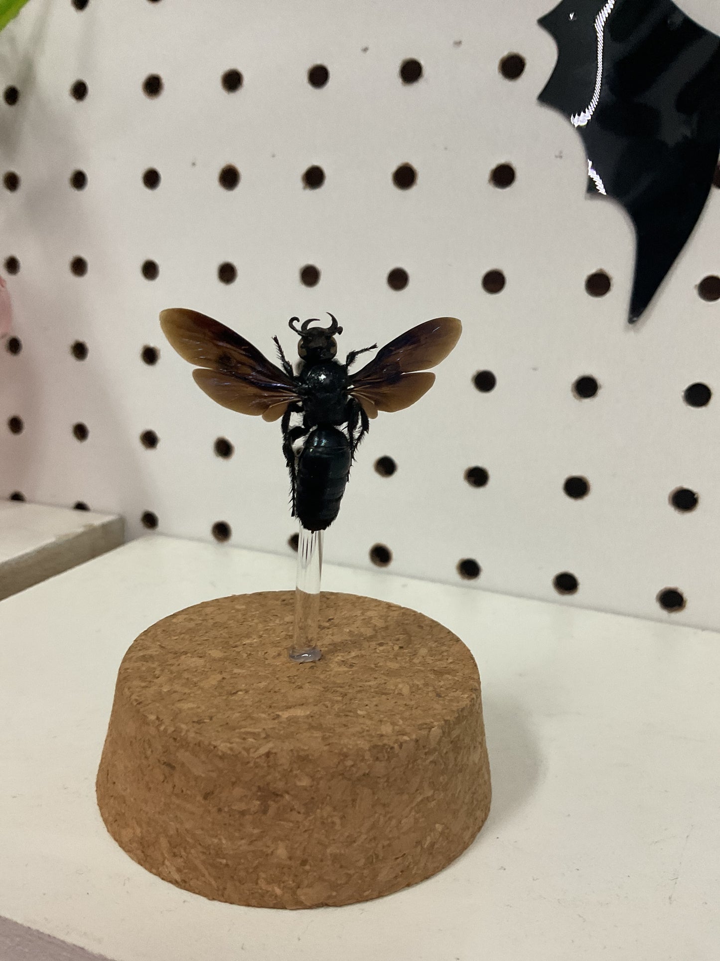 Blue winged wasp