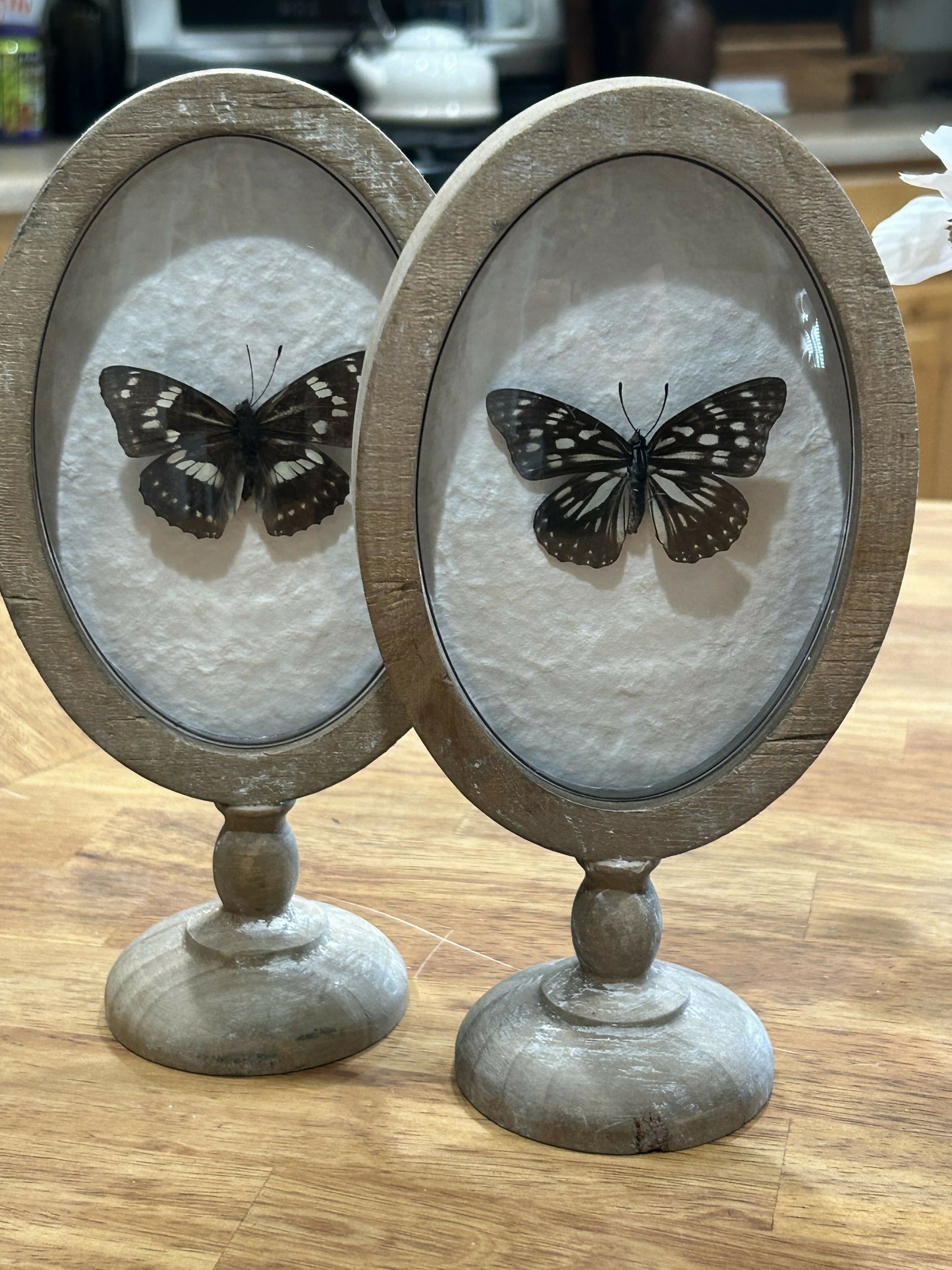 Butterfly in domed glasss