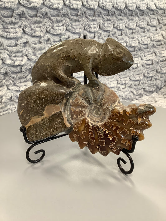 Ammonite Chameleon