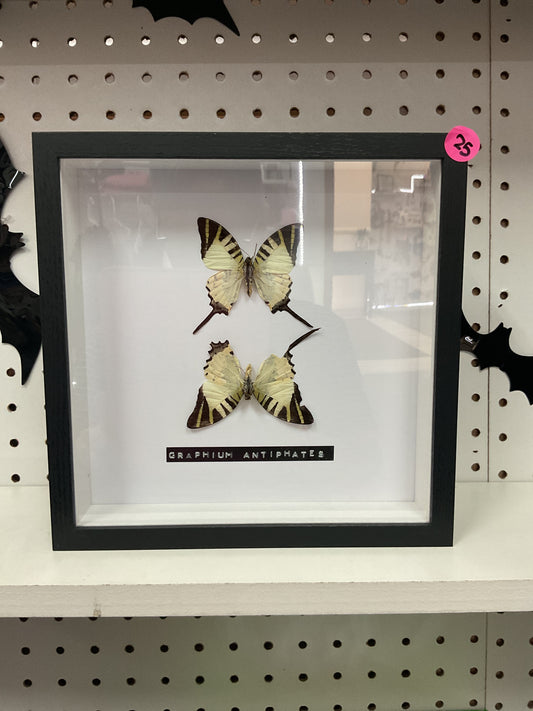 Graphium antiphates framed
