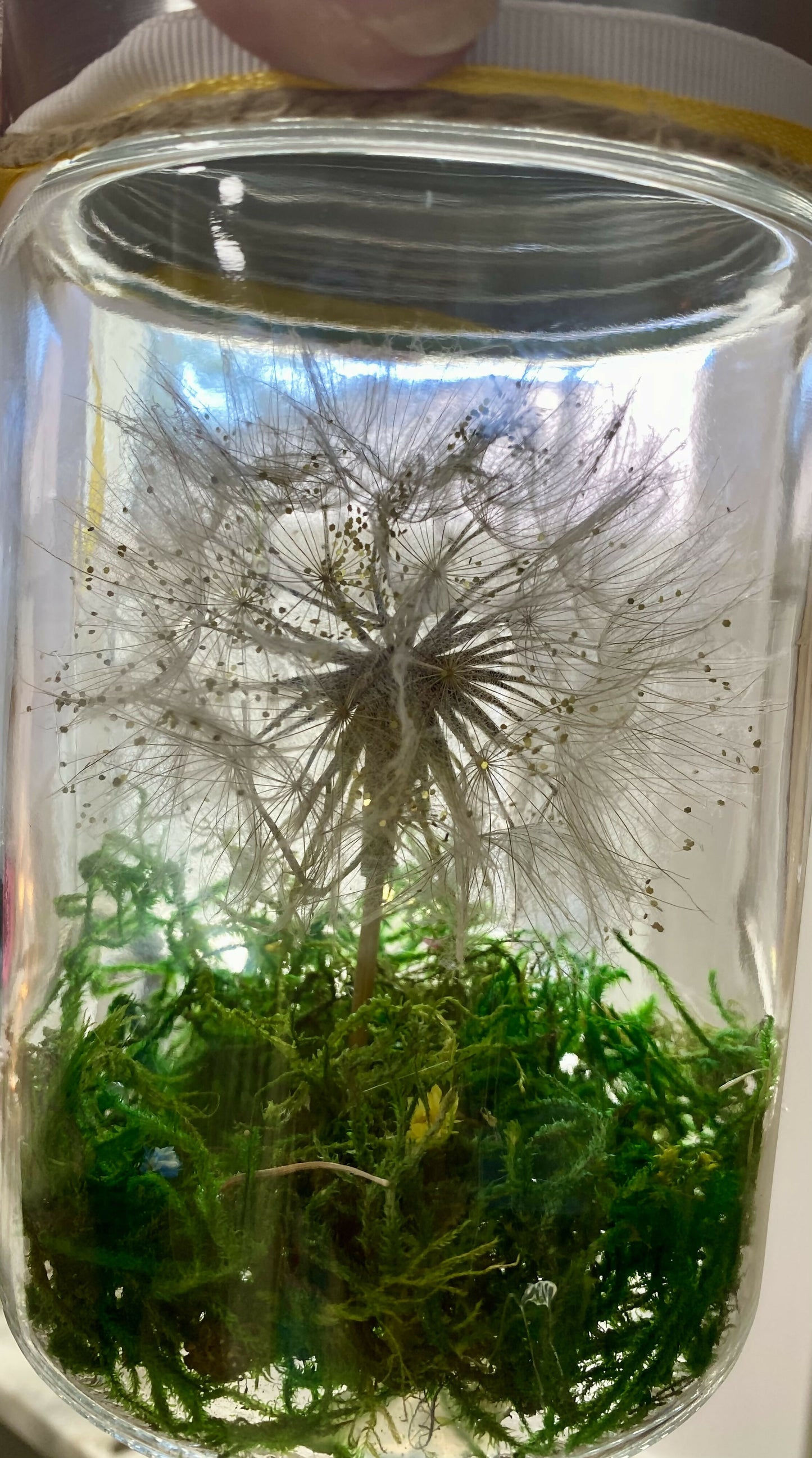 Dandelion wishes