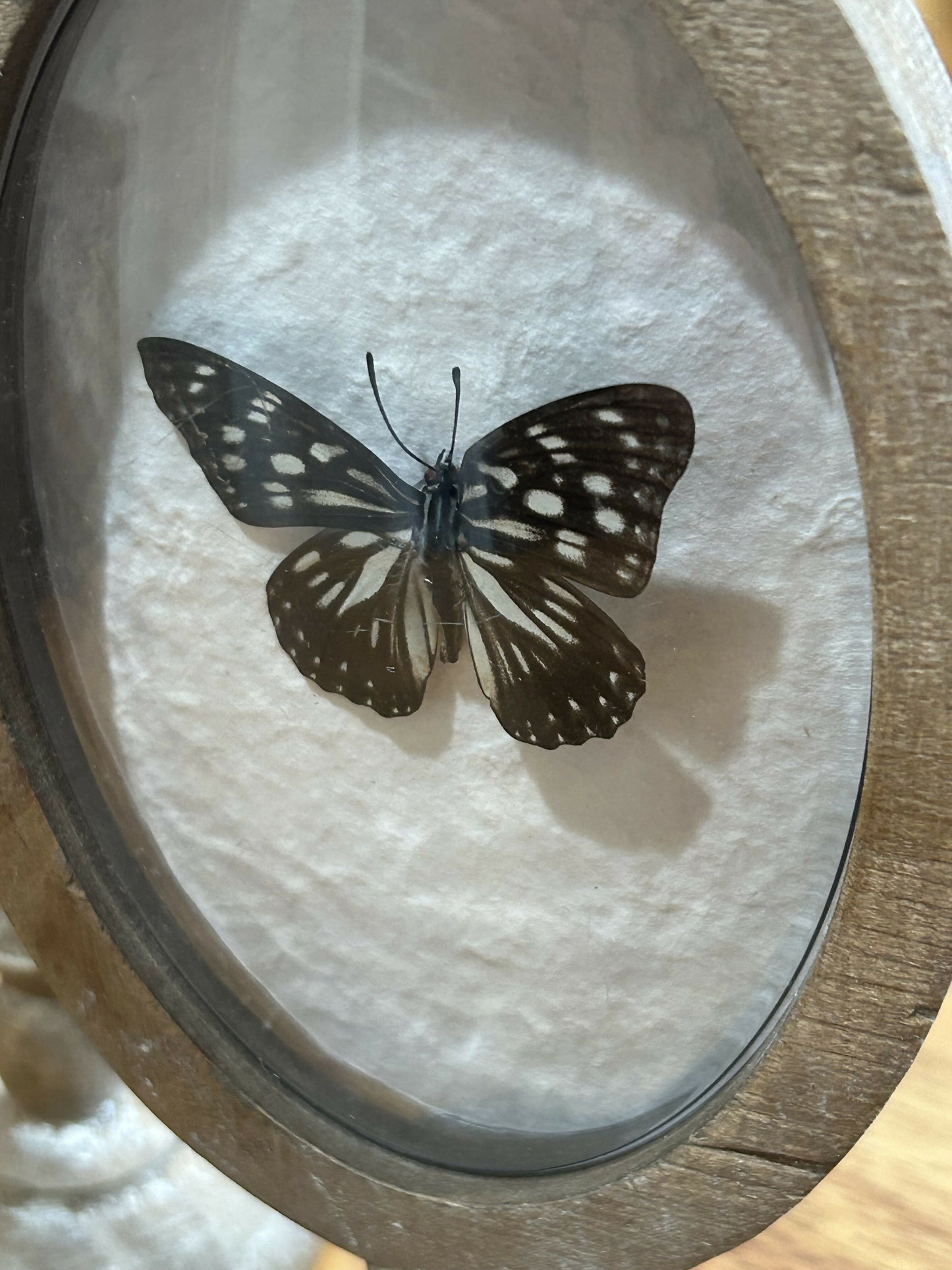 Butterfly in domed glasss