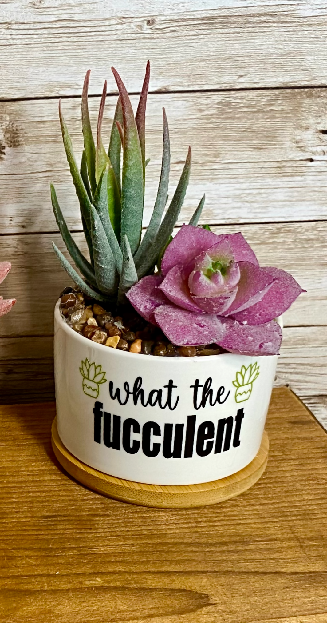 Succulents (faux)