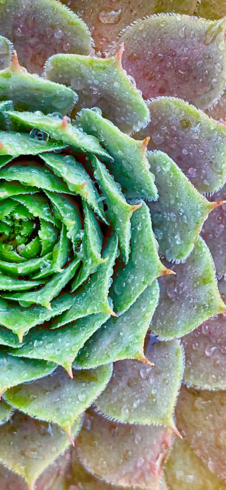 Natures diamond art