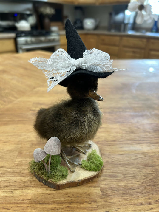 Taxidermy Duckling Witch
