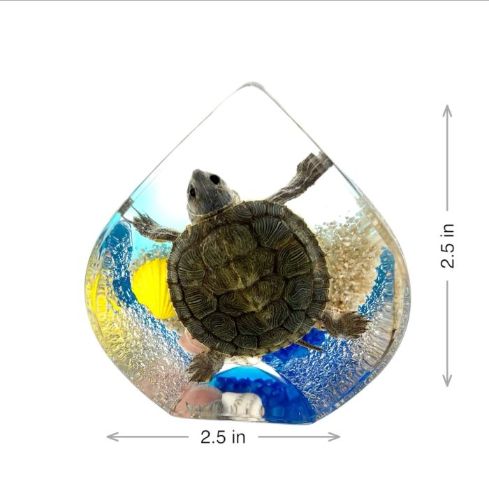 Tortoise