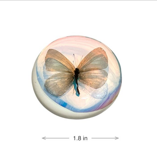 Short tail blue butterfly magnet