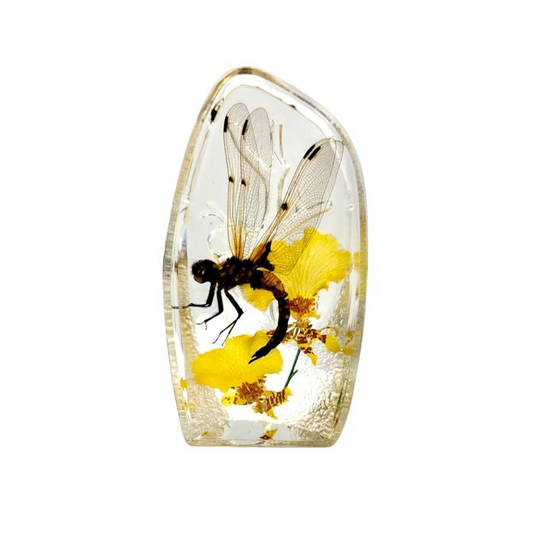 Dragonfly desktop decor