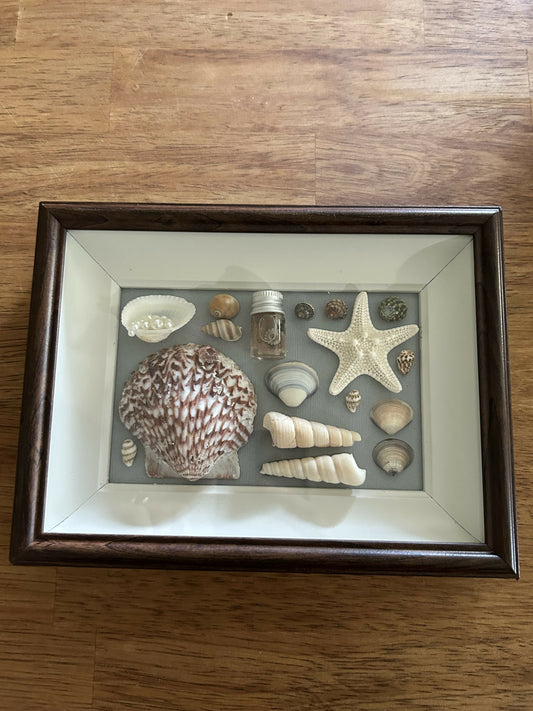 Seashell Shadow Box with Tentacles