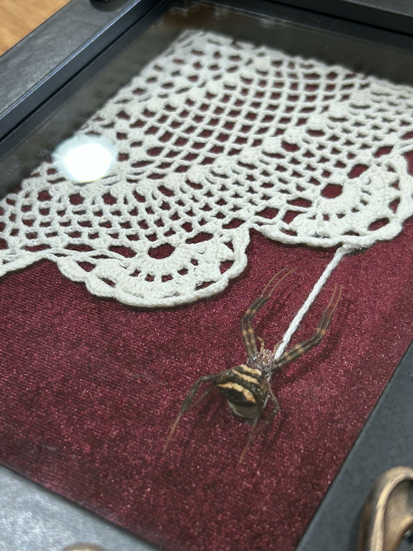 Striped spider framed
