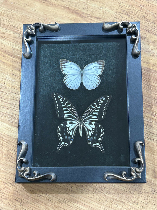 Two butterflies framed