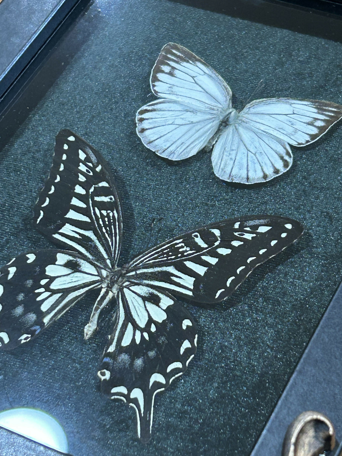 Two butterflies framed