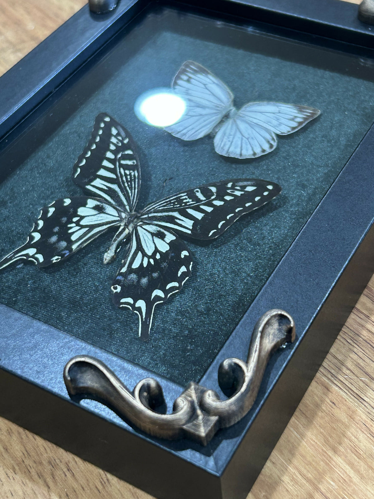 Two butterflies framed