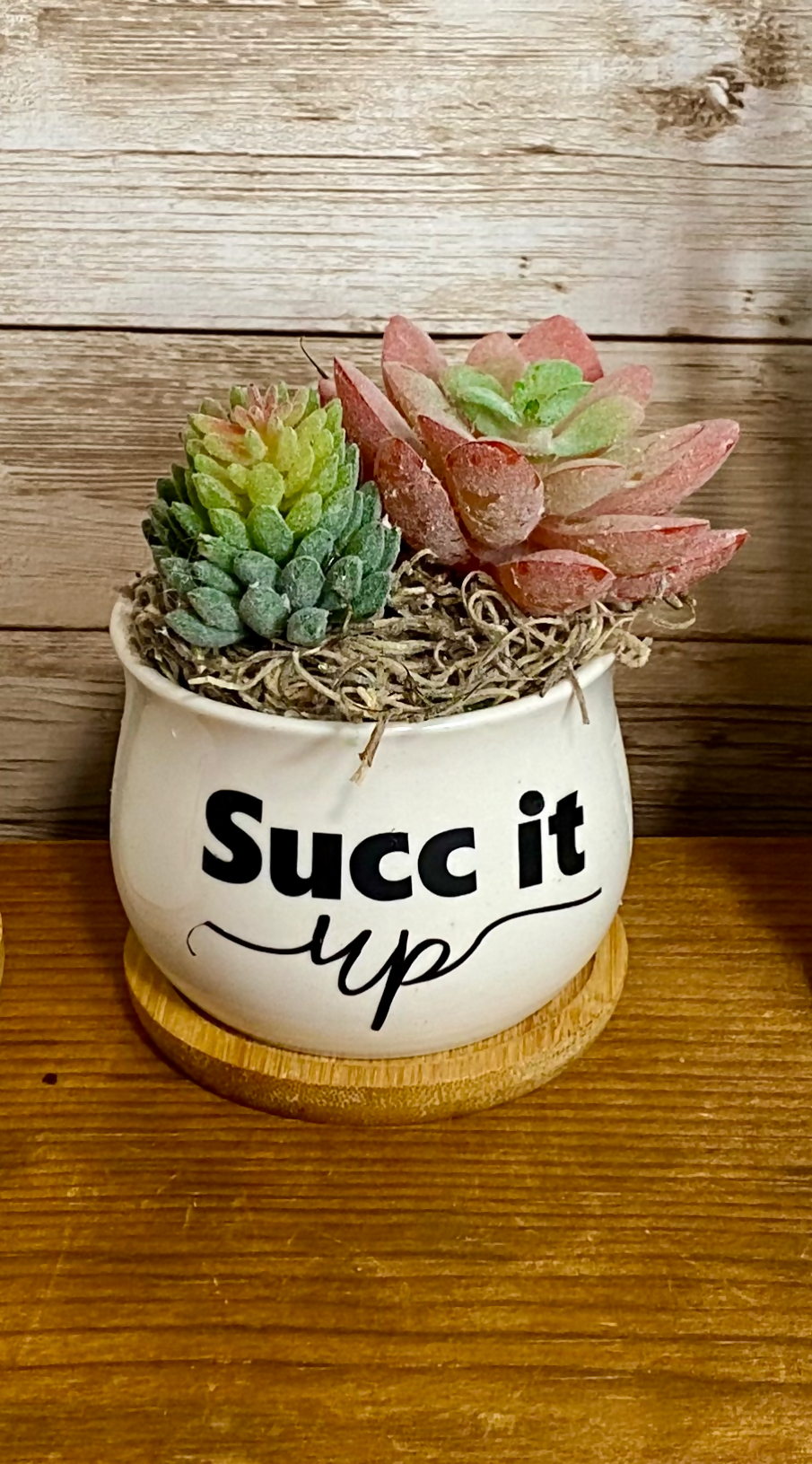 Succulents (faux)