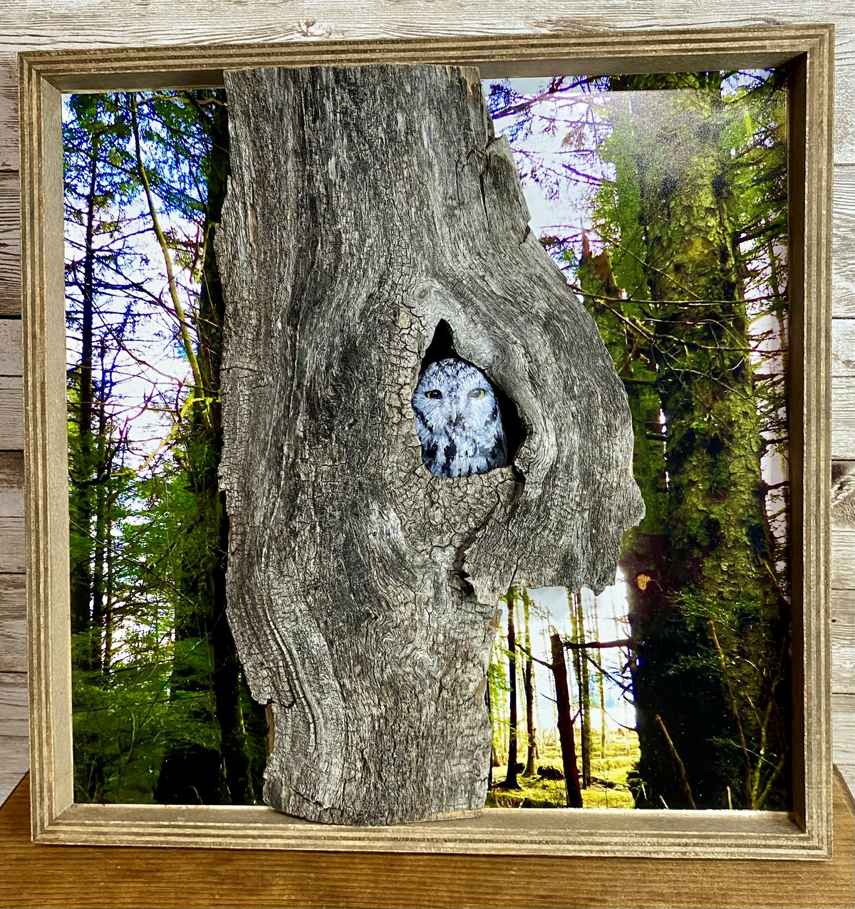 Owl in tree