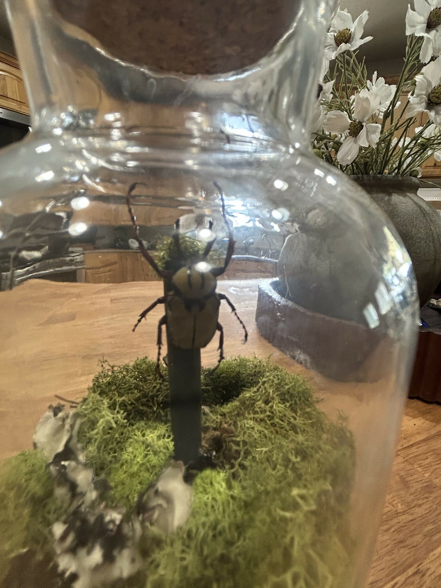 Velvet stag beetle in jar
