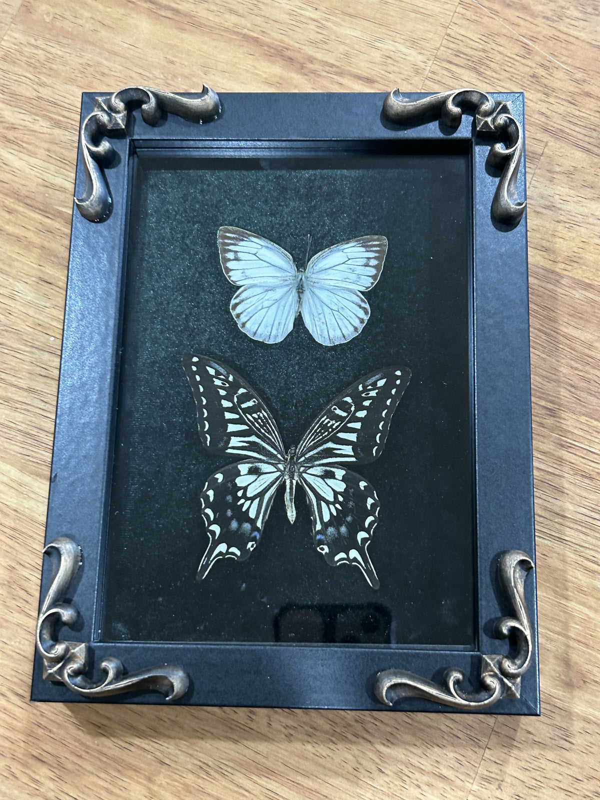 Two butterflies framed