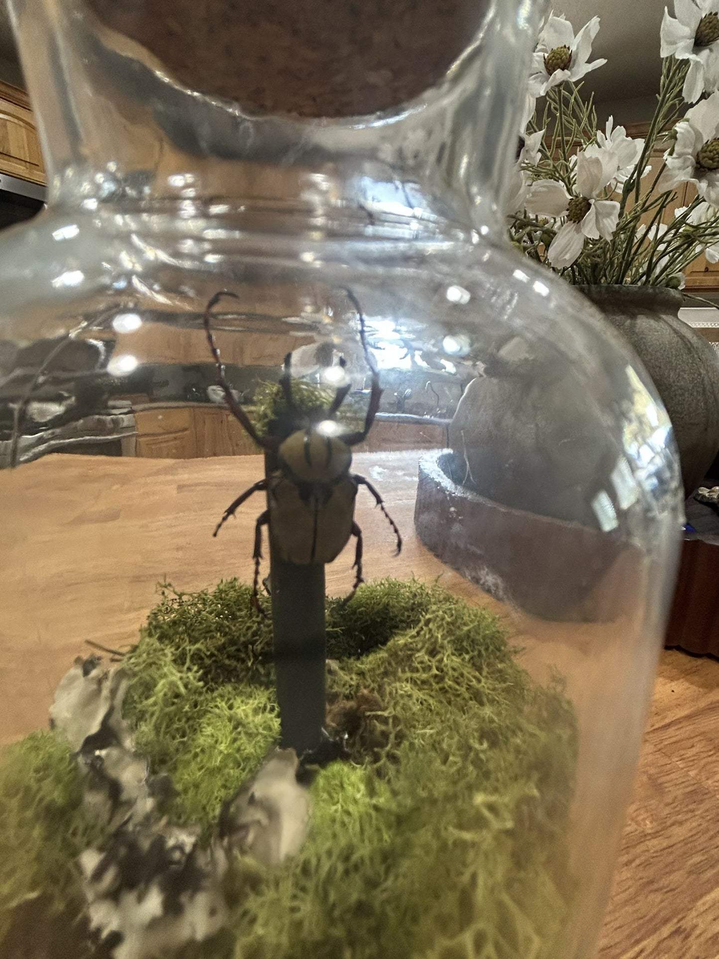 Velvet stag beetle in jar